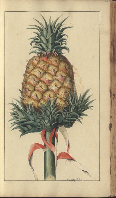 A page from the 