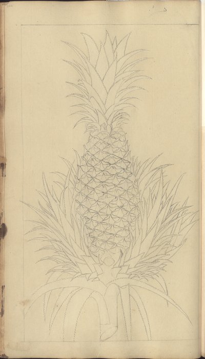 A page from the 
