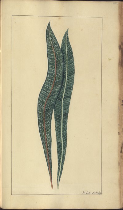 A page from the 