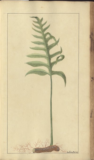A page from the 