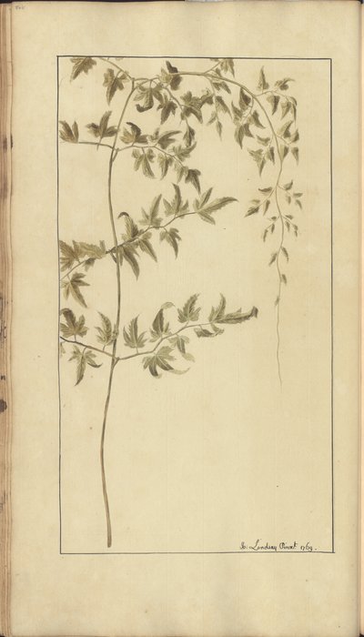 A page from the 