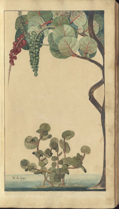 A page from the 