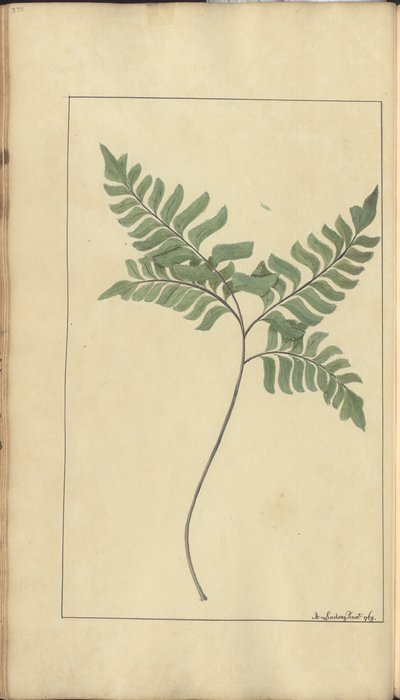 A Page from the 