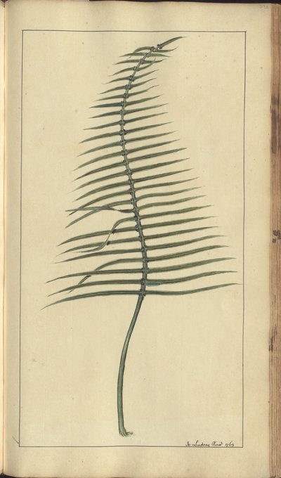 A Page from the 