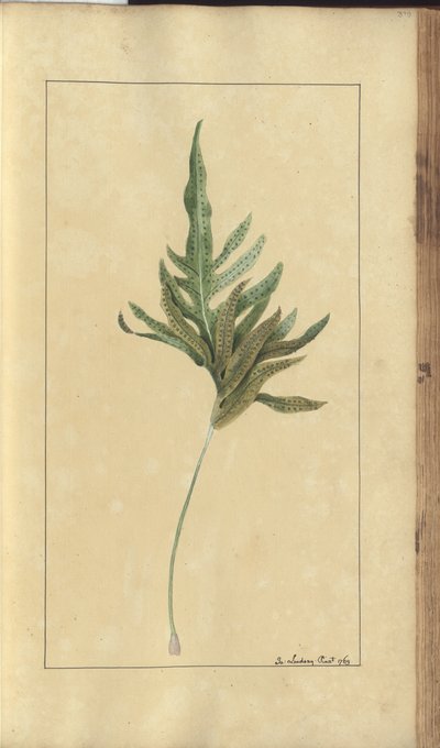 A Page from the 