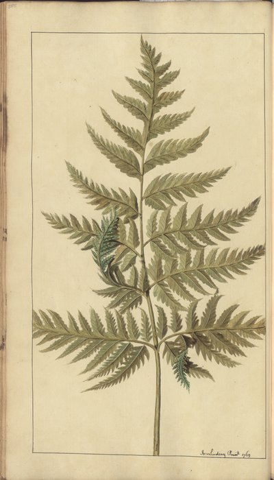 A Page from the 