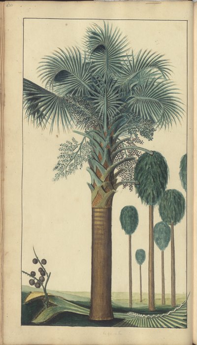 A page from the 
