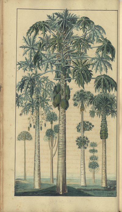 A page from the 
