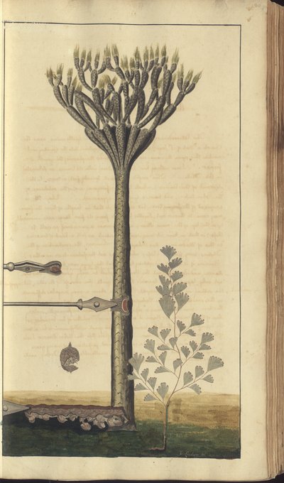 A page from the 