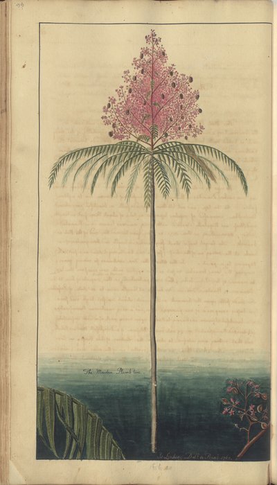 A page from the 