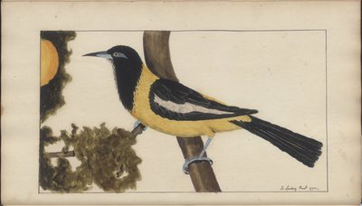 A Page from the 