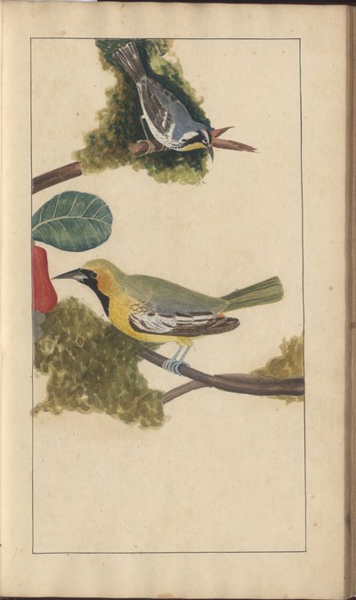 A Page from the 