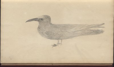 A page from the 