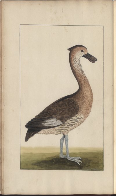 A Page from the 