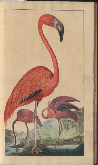 A Page from the 