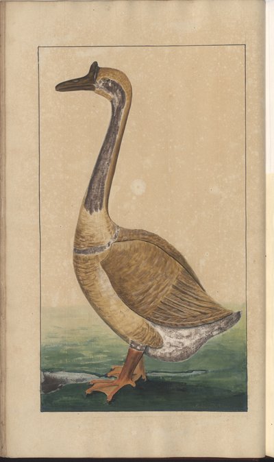 A Page from the 