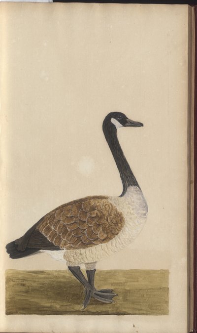 A Page from the 