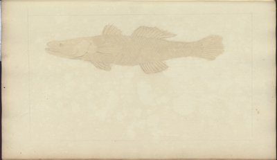 Lindsay Drawings Vol. VII, 22 by John Lindsay