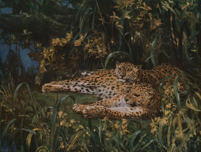 Indian Leopards by John Macallan Swan
