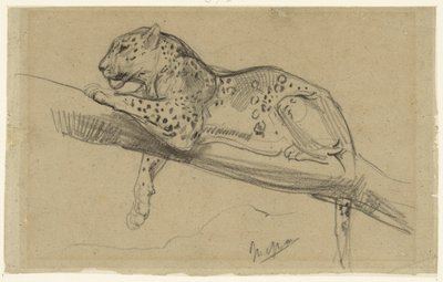 Study of a Leopard, Lying on a Branch by John Macallan Swan