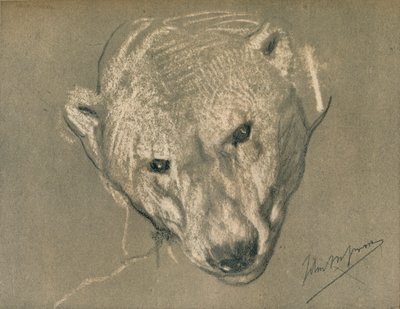 Study of a Polar Bear