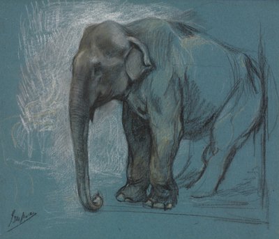 Study of an Elephant by John Macallan Swan