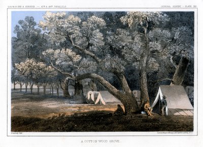A Cotton Wood Grove by John Mix Stanley