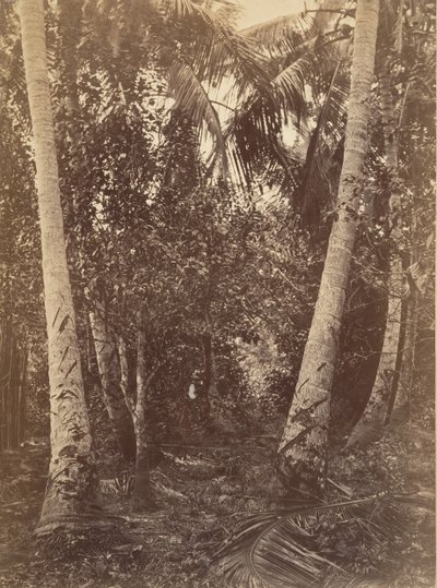 Tropical Scenery, Forest Near Turbo by John Moran