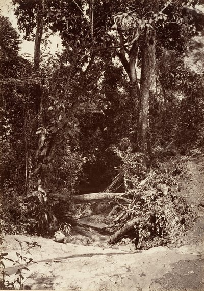 Tropical Scenery, The Brook El Bano, Chipigana by John Moran