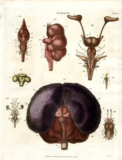 Anatomical Illustrations of Brain and Nervous System (Plate 6) by John Pass