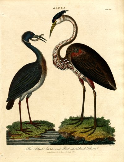 Black Stork and Red-shouldered Heron by John Pass