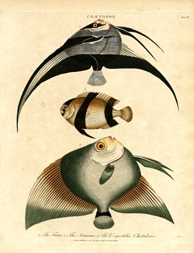 Butterflyfish: Freira, Acuauna, and Vespertilio by John Pass