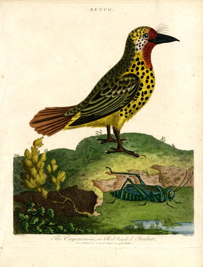 Cayenne Barbet by John Pass