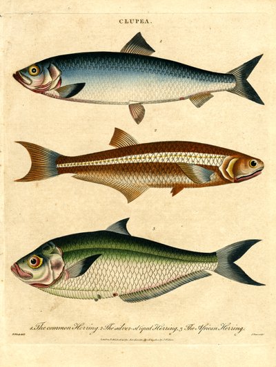 Herring Species by John Pass