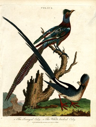 Colius Species (Mousebirds) by John Pass