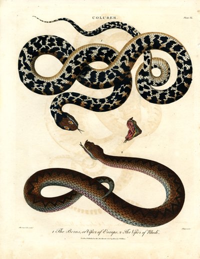 European Viper and Viper of Rhodes by John Pass
