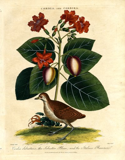 Cordia and Corrira: Sebesten Plum and Italian Runner by John Pass