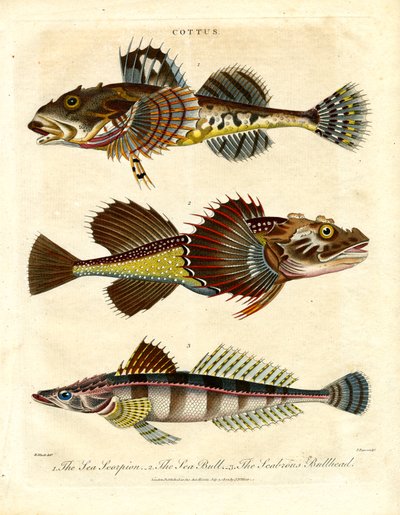 Cottus – Sculpins and Sea Scorpions by John Pass