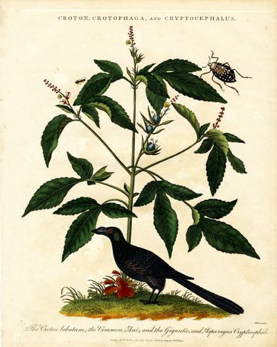 Croton; Crotophaga; and Cryptocephalus by John Pass
