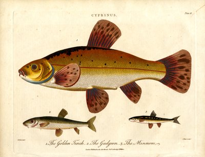 Golden Tench, Gudgeon and Minnow by John Pass
