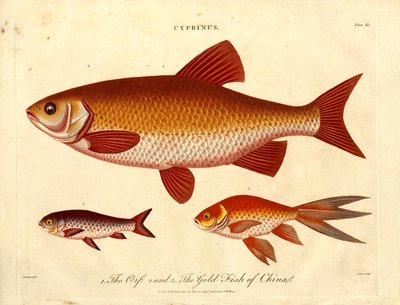 Orfe and Gold Fish of China by John Pass