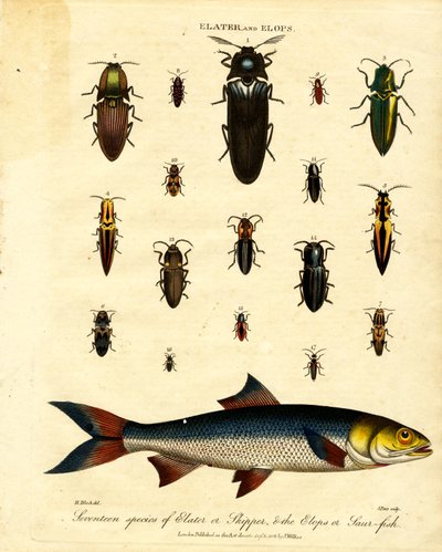 Elater and Elops: Seventeen species of Elater or Skipper, and the Elops or Saur-fish by John Pass