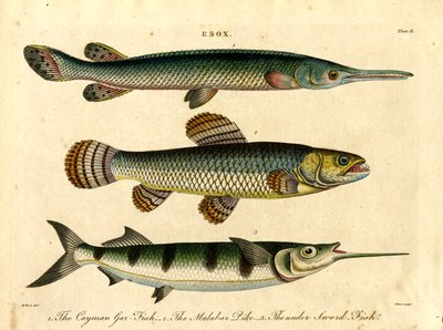 Pike and Swordfish Species by John Pass