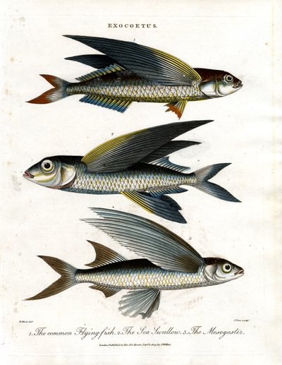 Exocoetus: Flying Fish by John Pass