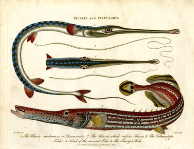 Thread Worms and Pipe Fishes by John Pass