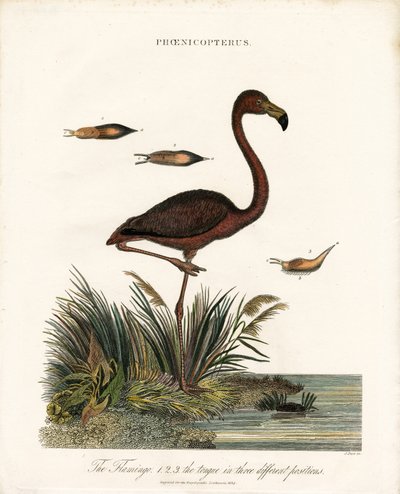 Flamingo by John Pass