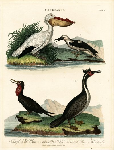 Four Species of Pelicans and Seabirds by John Pass