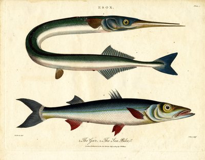 Gar and Sea Pike by John Pass