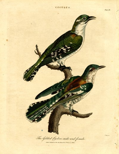Gilded Cuckoo Male and Female by John Pass