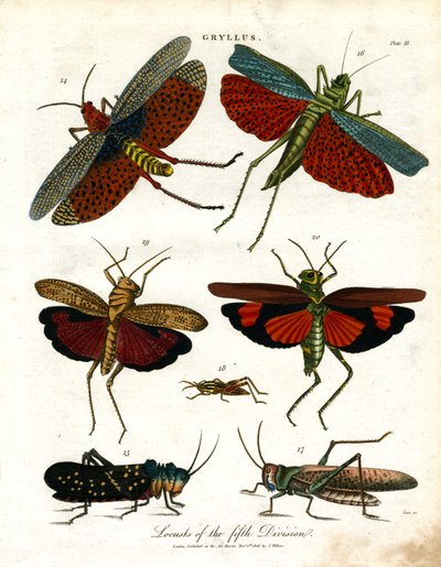 Gryllus: Locusts of the Fifth Division by John Pass